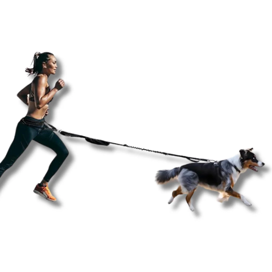 Best Selling Items - Dog